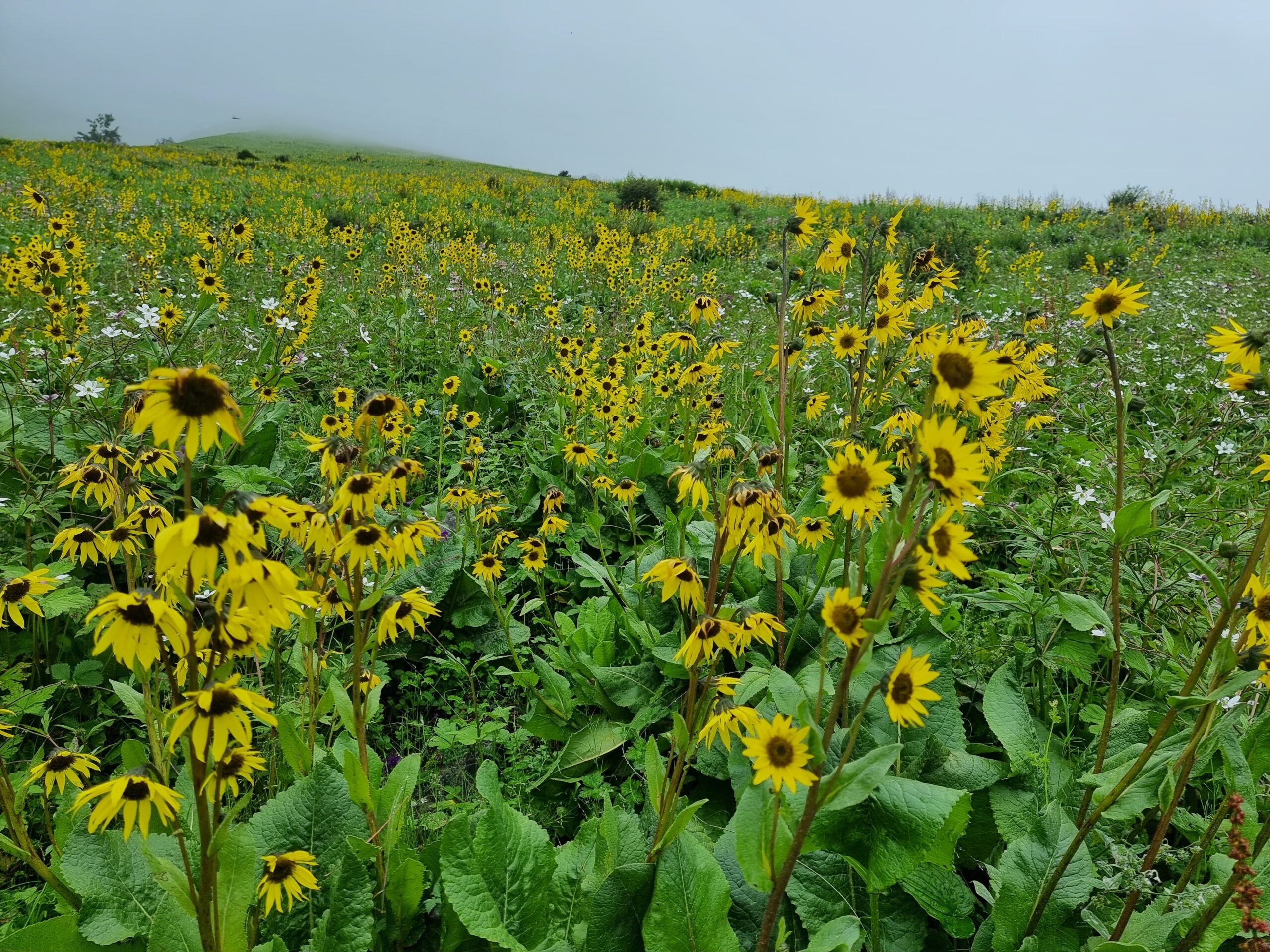 WhatsApp Image 2024-06-21 at 1.46.05 PM